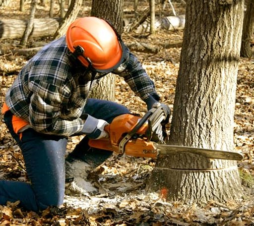 Tree Removal in New Hope, VA